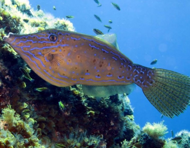 Especie colorida.jpg